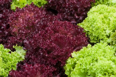 Bir seradaki çeşitli salata çiftliklerinin kapatılması