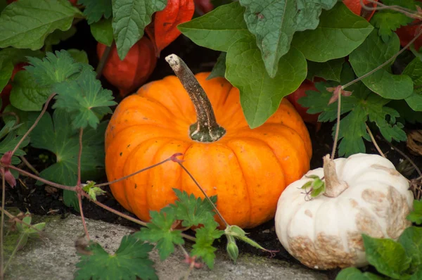 Närbild av orange och vita pumpor i en grönsaksträdgård — Stockfoto