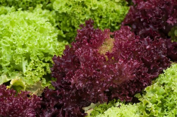 Крупный план салатной плантации в теплице — стоковое фото
