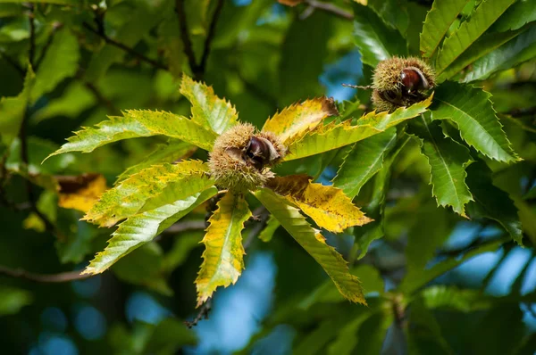 Primer plano de frutos de castaño otoñal en rama en el bosque — Foto de Stock