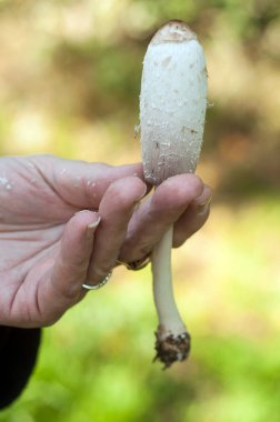 Ormanda elinde beyaz mantar mantarı olan bir kadın.