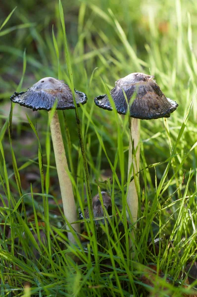 Primo piano di funghi di coprinus neri in un prato — Foto Stock