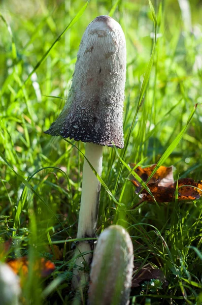 Primo piano di funghi di coprinus neri in un prato — Foto Stock