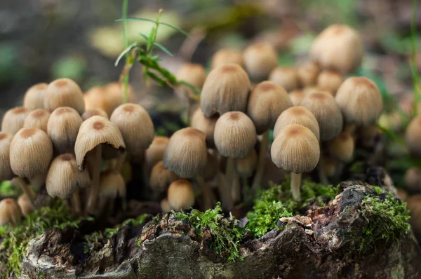 Primer plano de pequeños hongos en el bosque — Foto de Stock