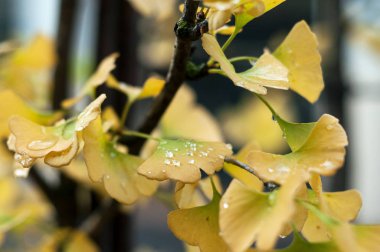 Şehir parkındaki Ginkgo biloba yapraklarının sonbaharda kapanması