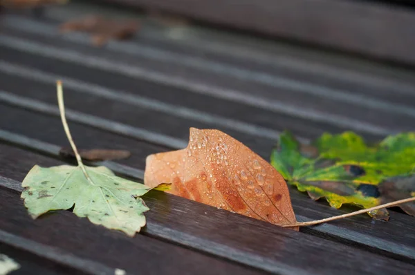 Closeup of autumnal maple leaves on wooden bench in urban park — Stock Photo, Image