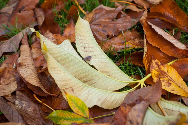 Zbliżenie kropli deszczu na jesienne liście w trawie — Zdjęcie stockowe