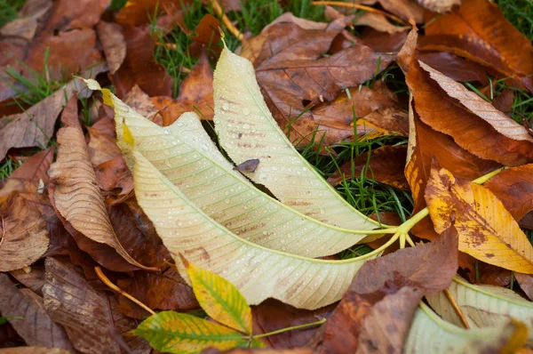 Sluitingen van regendruppels op herfstbladeren in het gras — Stockfoto