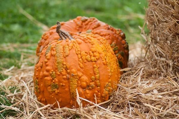 Primer plano de calabazas de color naranja en una granja —  Fotos de Stock