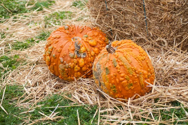 Closeup of orange color pumpkins stacked in a farm — Stock Photo, Image