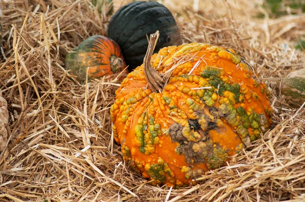 Närbild av orange färg pumpor staplade i en gård — Stockfoto