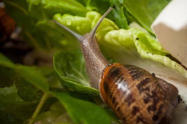 Vivaryumdaki salyangozun salata yapraklarıyla yakın çekimi.