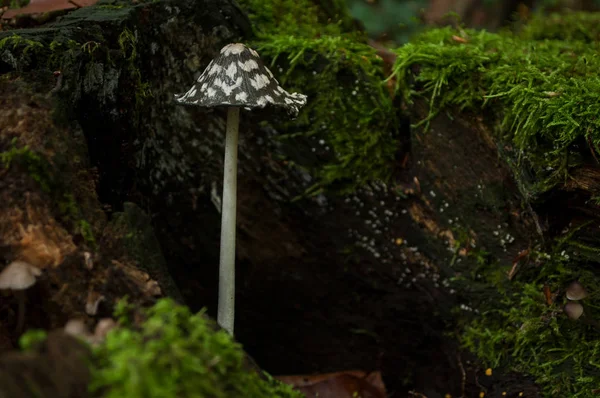 Close-up de cogumelo preto e branco no tronco da árvore na floresta — Fotografia de Stock