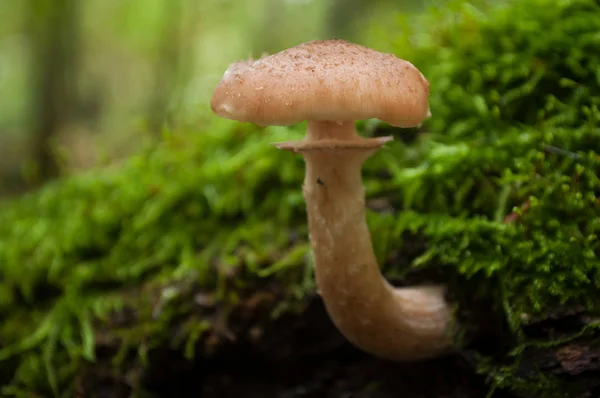 Primer plano del hongo marrón en el tronco del árbol en el bosque —  Fotos de Stock