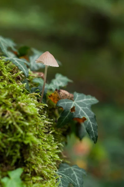 Primer plano de pequeño hongo en el musgo en el bosque —  Fotos de Stock