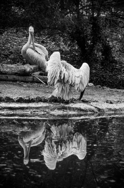 Portrét pelikánů v pohraniční vodě a odraz — Stock fotografie