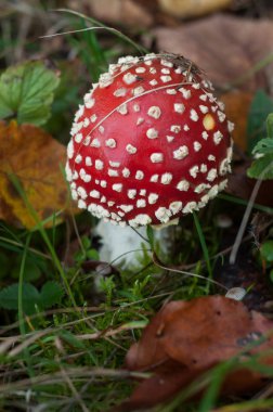 Amanita Muscaria mantarının çayırdaki yakın çekimi.