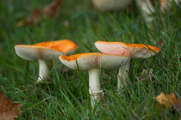 Gruppo di funghi di amanita muscaria in un prato — Foto Stock