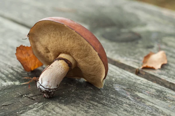 Closeup de boleto edulis na mesa de madeira — Fotografia de Stock