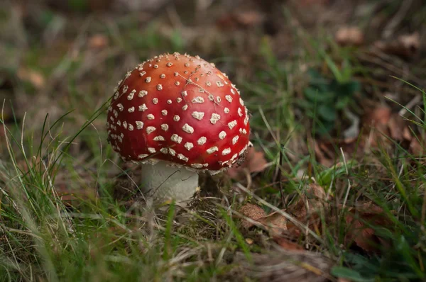 Zbliżenie grzyba amanita muscaria na łące — Zdjęcie stockowe