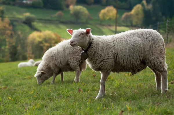 Retrato de ovelhas que pastam em um prado — Fotografia de Stock