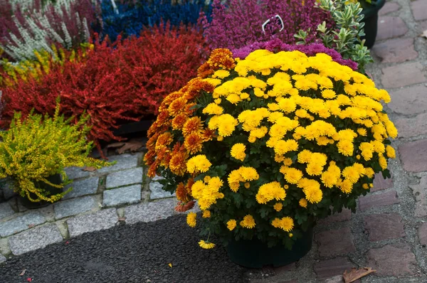 Closeup of colorful Chrysanthemums bouquet at the florist — Stock Photo, Image