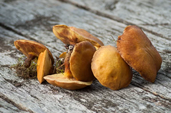 Groep van boletus edulis op houten tafel — Stockfoto