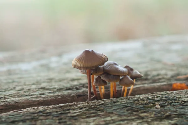 Primer plano de setas pequeñas en mesa de picnic de madera en el bosque —  Fotos de Stock