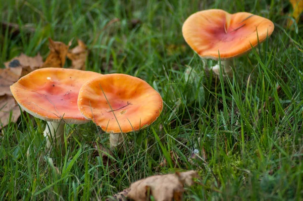 Gruppo di funghi di amanita muscaria in un prato — Foto Stock