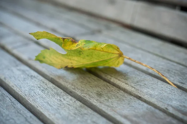 Closeup of autumnal maple leaf on wooden bench in urban park — Stock Photo, Image
