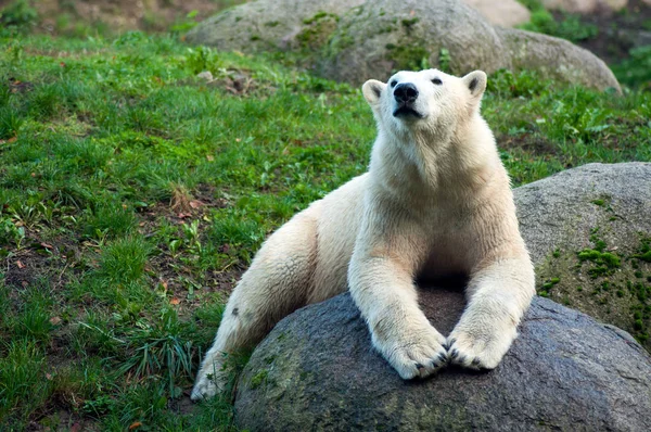 Retrato de oso polar acostado en la roca — Foto de Stock