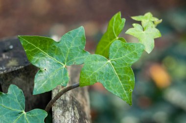 Bahçedeki ahşap çitin üzerindeki sarmaşık dalına yaklaş.