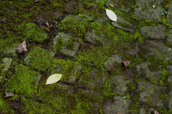 Penutup dari cobbles dilingkupi oleh latar belakang lumut — Stok Foto