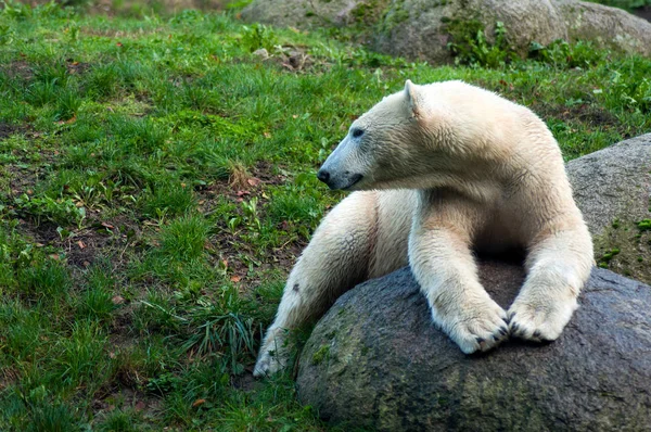 Retrato de oso polar acostado en la roca — Foto de Stock