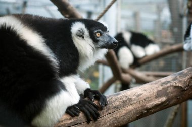 Ağaç dalında siyah beyaz lemurun portresi