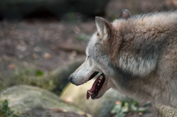 Retrato de lobo gris caminando por el bosque — Foto de Stock