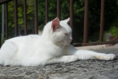 Güneşli bir günde bahçede yatan beyaz kedinin portresi