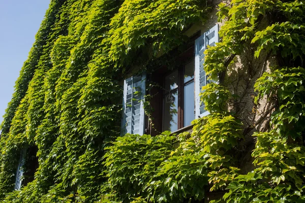 Detailní Záběr Okno Domu Pokryté Břečťanovými Listy — Stock fotografie