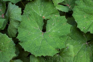Ormanın zemininde büyük yapraklar var.