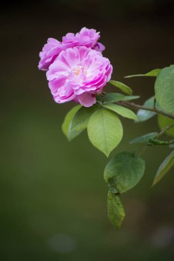 Halka açık bir bahçede pembe güllerin yakın çekimi