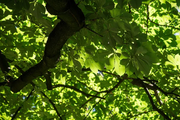 Closeup Του Αλόγου Chestnut Φύλλα Στο Αστικό Πάρκο Την Άνοιξη — Φωτογραφία Αρχείου