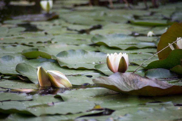 Primer Plano Flores Nenúfar Blancas Jardín Japonés — Foto de Stock