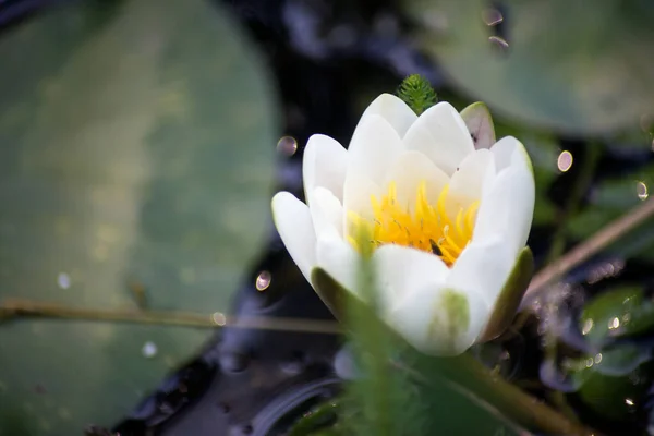 Primer Plano Flor Nenúfar Blanca Jardín Japonés — Foto de Stock