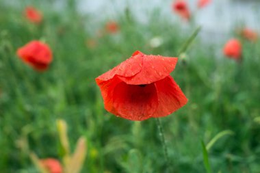 Özel bir bahçede kırmızı gelinciğe yağmur damlaları