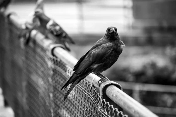 Portrait Crow Standing Metallic Fence Street — Stock Photo, Image
