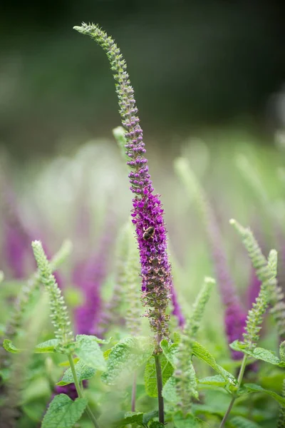 Primer Plano Avispa Sobre Flores Púrpuras Jardín Público — Foto de Stock