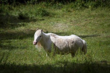 Çayırda otlayan beyaz atın portresi
