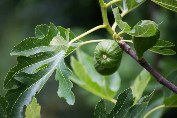 Closeup Green Fruits Fig Tree Branch Field — Stock Photo, Image