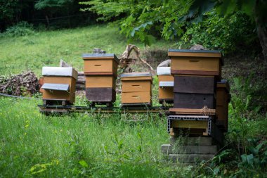Sınır ormanındaki yeşil bir çayırda bir grup tahta arı kovanı.