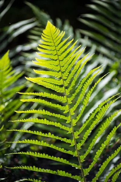 Primo Piano Della Foglia Felce Nella Foresta — Foto Stock